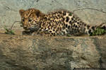 Baby Amur leopard by amrodel