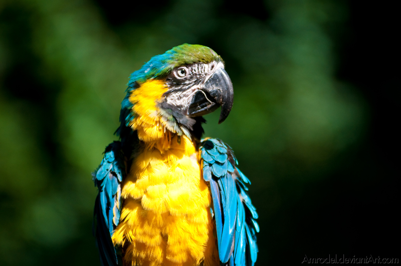 Blue-and-yellow Macaw II