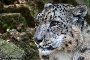 Snow Leopard: Pensive