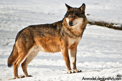 Lobo the Wolf