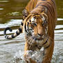 Tiger in Water II