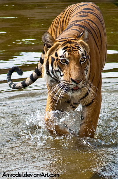 Tiger in Water II