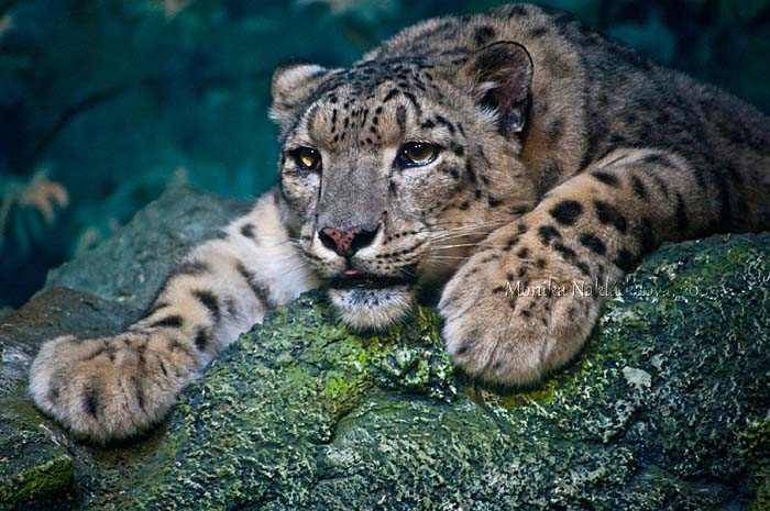 Snow Leopard: Tired Mother