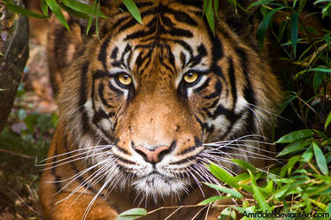 Sumatran Tiger II