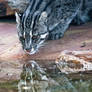 Fishing Cat II