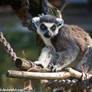 Ring-tailed Lemur III