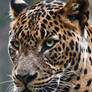 Sri-Lankan Leopard