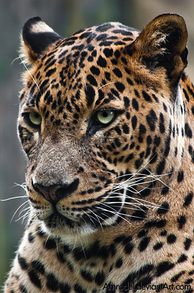 Sri-Lankan Leopard