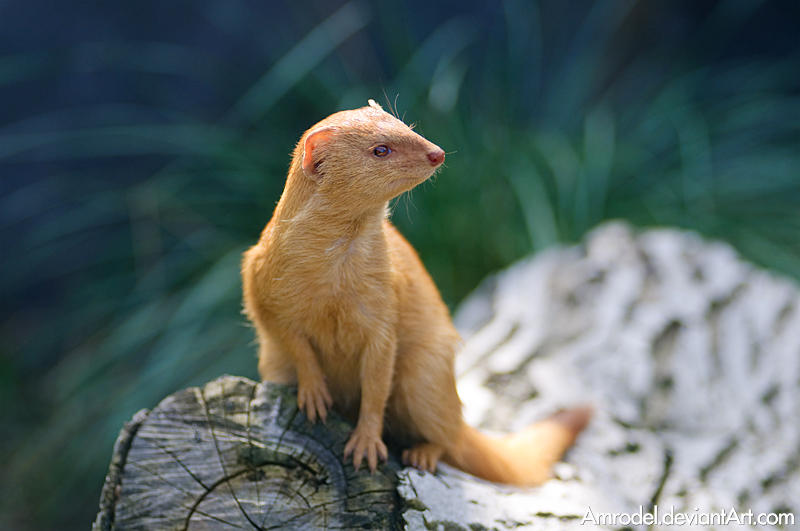 Slender Mongoose by amrodel