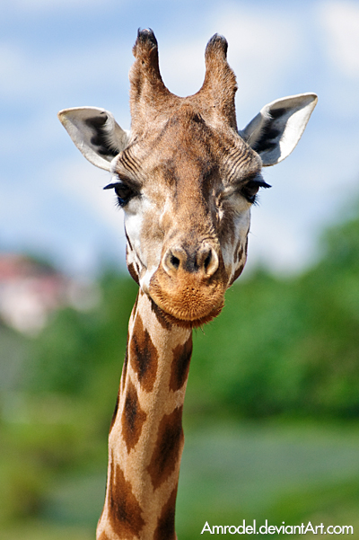 Giraffe