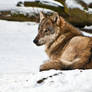 Eurasian Wolf III