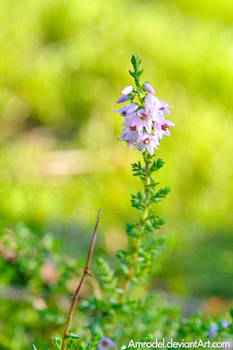 Forest Heather