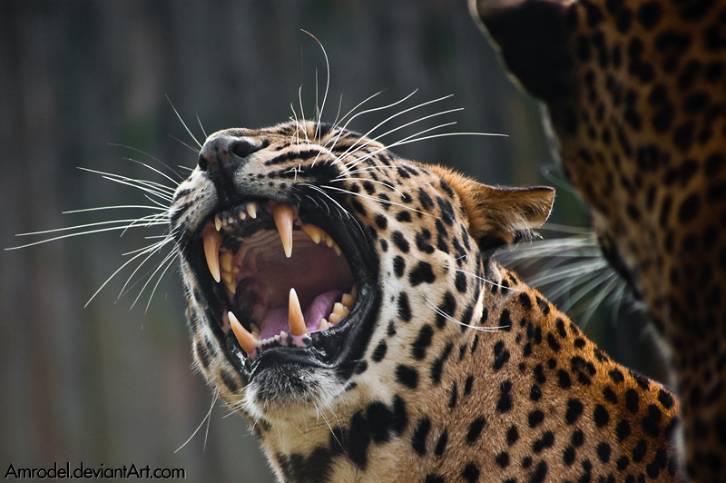 Sri-Lanka Leopard: Being Angry