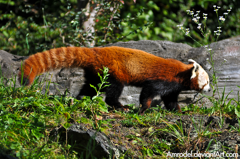Panda Vi Red Panda VI by amrodel on DeviantArt
