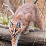 Caracal: On Hunt