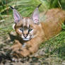 Caracal Cub