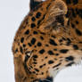 Amur Leopard IV