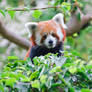 Red Panda VII