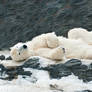 Lazy Polar Bear