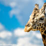 Giraffe II