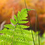 Fern, Grass and Spider's Web