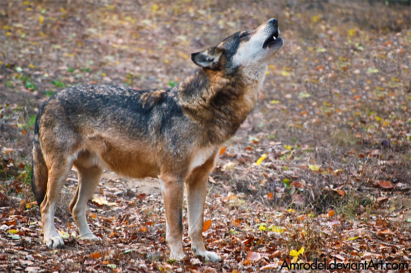 Howling Lobo