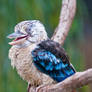 Laughing Kookaburra