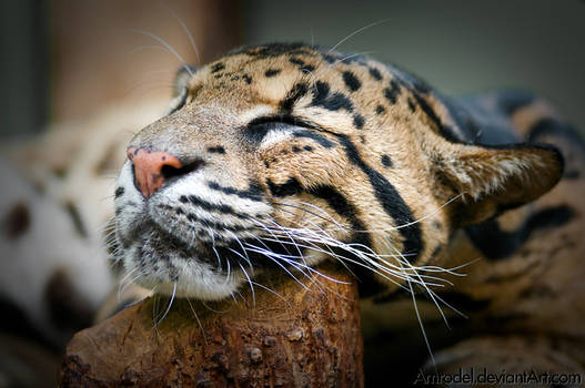Sleeping Clouded Leopard