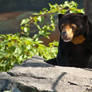 Sun Bear