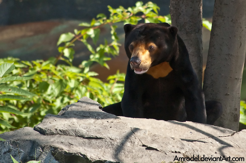 Sun Bear