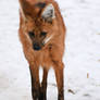 Maned Wolf II