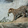 Baby Amur Leopard II