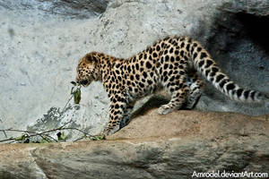 Baby Amur Leopard II