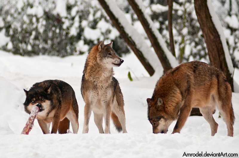 Life in Wolf Pack II by amrodel on DeviantArt