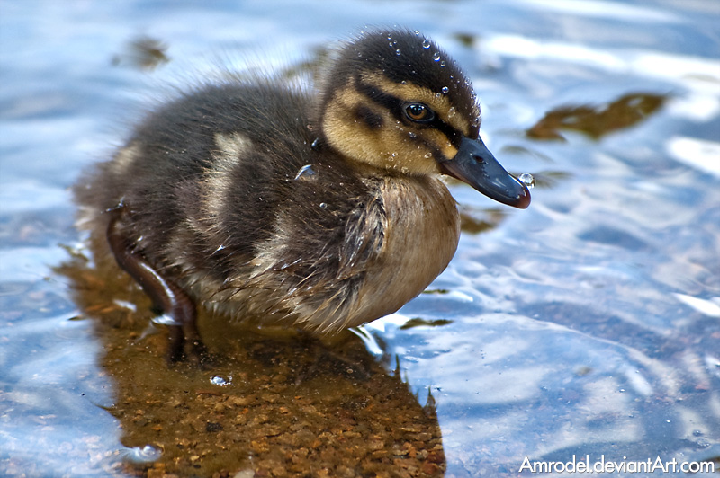 Little Duck