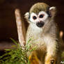 Squirrel Monkey VI