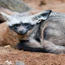 Bat-eared Fox II