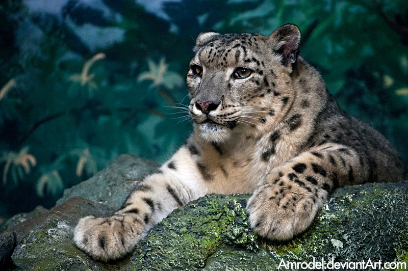 Snow Leopard II