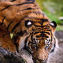 Thirsty Sumatran Tiger