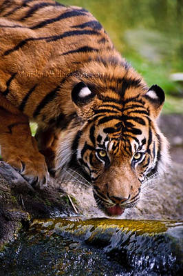 Thirsty Sumatran Tiger