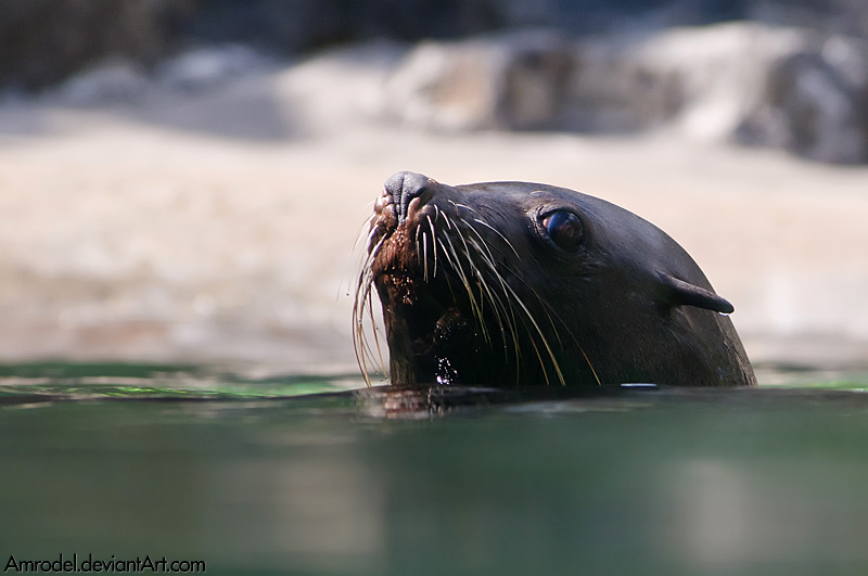 Brown Fur Seal