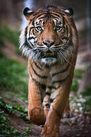 Sumatran Tiger III