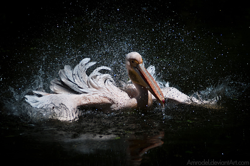 White Pelican II