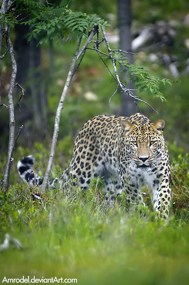 Persian Leopard