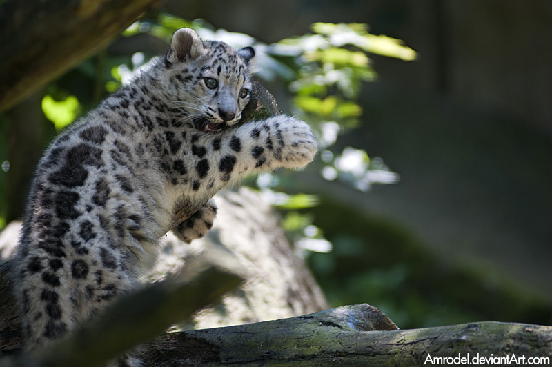 Snow Leopard Cub II