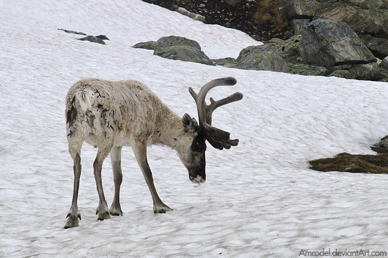 Reindeer on Snow