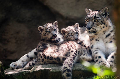 Snow Leopard Cubs With Mom