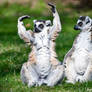 Ring-tailed Lemurs VII