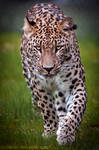 Persian Leopard II by amrodel