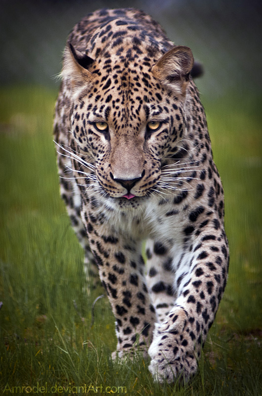 Persian Leopard II